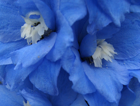 Delphiniums