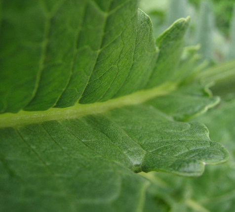 Artichoke Leaf