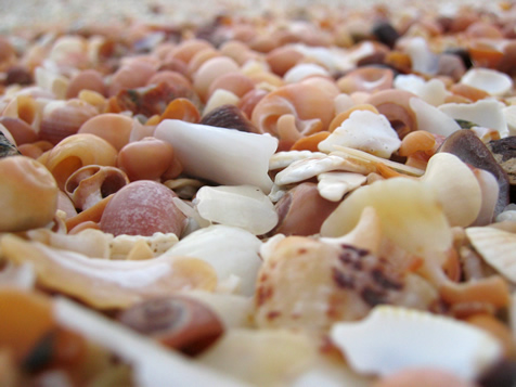 No sand, only shells...