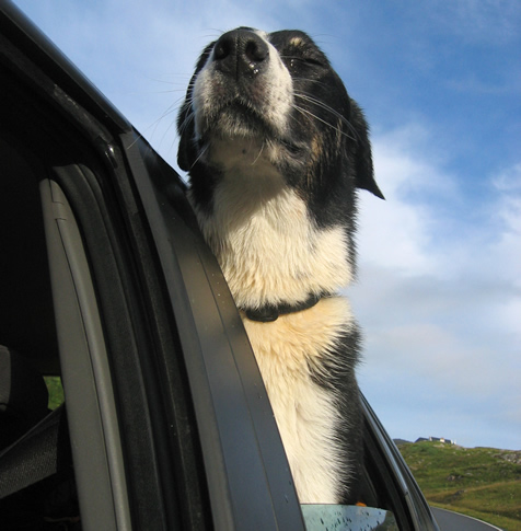 Abee taking in the sea air and sunshine