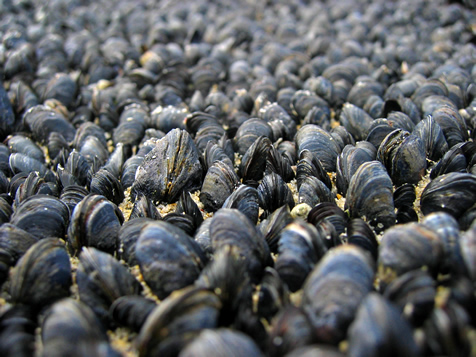 Mussels