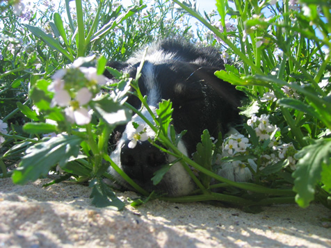 Abee basking in the only shade available