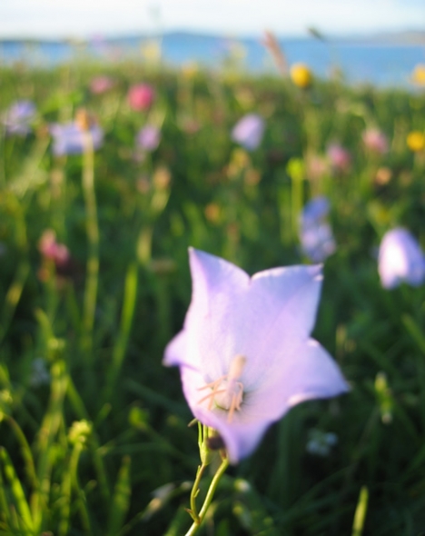 Machair at sunset