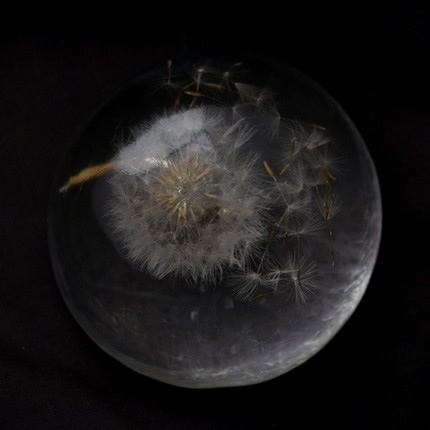 Paperweight by PennyDog