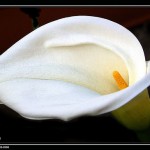 2234311365_9a1333fd91