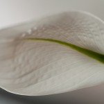 4365248539_61f0347c5c