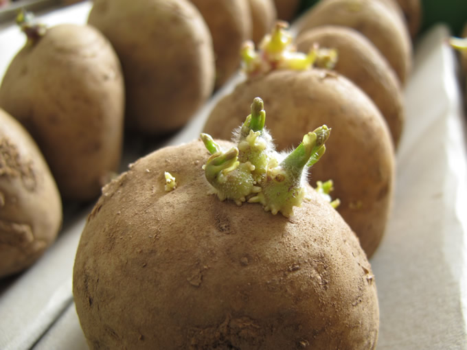 Chitting Potatoes