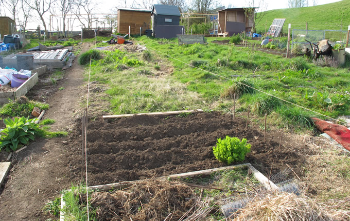 My Tiny Potato Patch