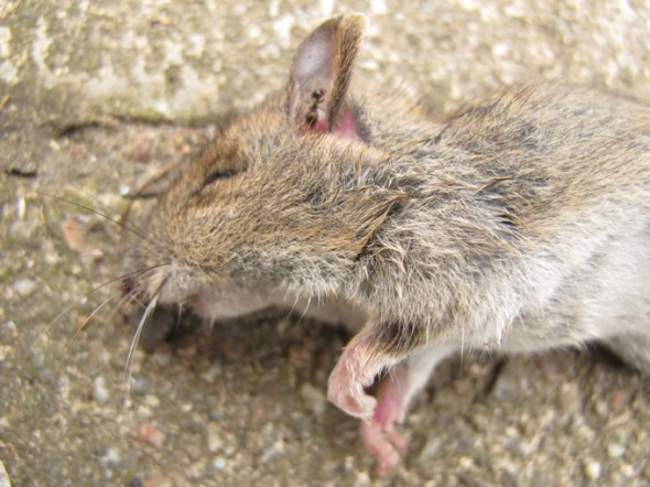 A Dead Mouse