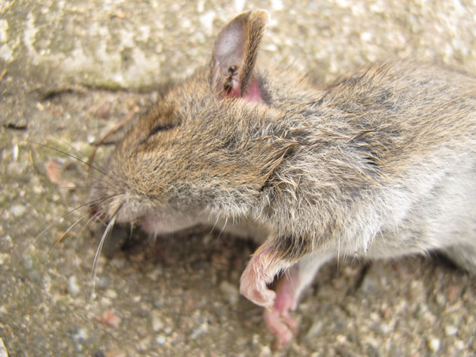 A Dead Mouse