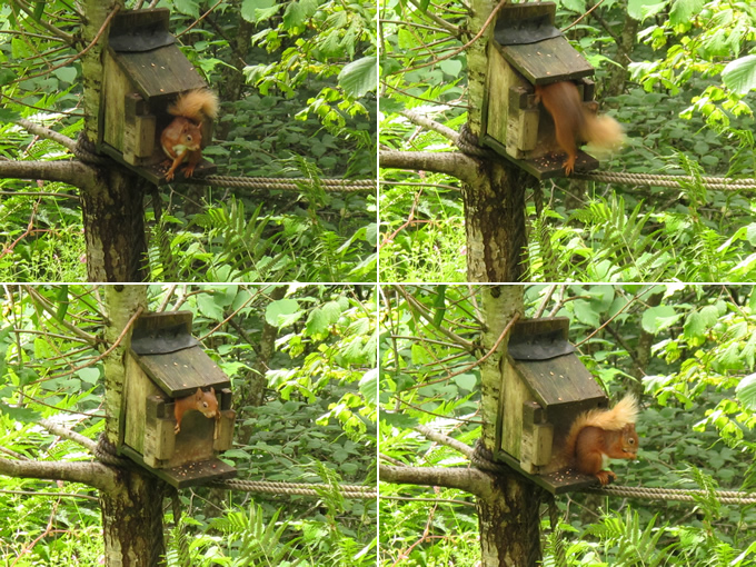 Red Squirrel