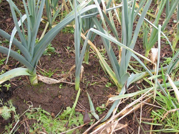 Allotment Leeks