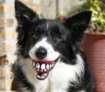 Make your dog smile and you’ll be smiling too!