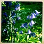 Exploring Ravenscraig