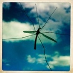 It’s a bugs life…