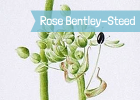 Round The Horn 2013 - Rose Bentley Steed