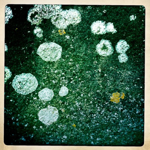 Lichen